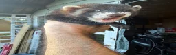 Ferret rodents for sale: Hob Sable black ferret 16 weeks old - Advert 2