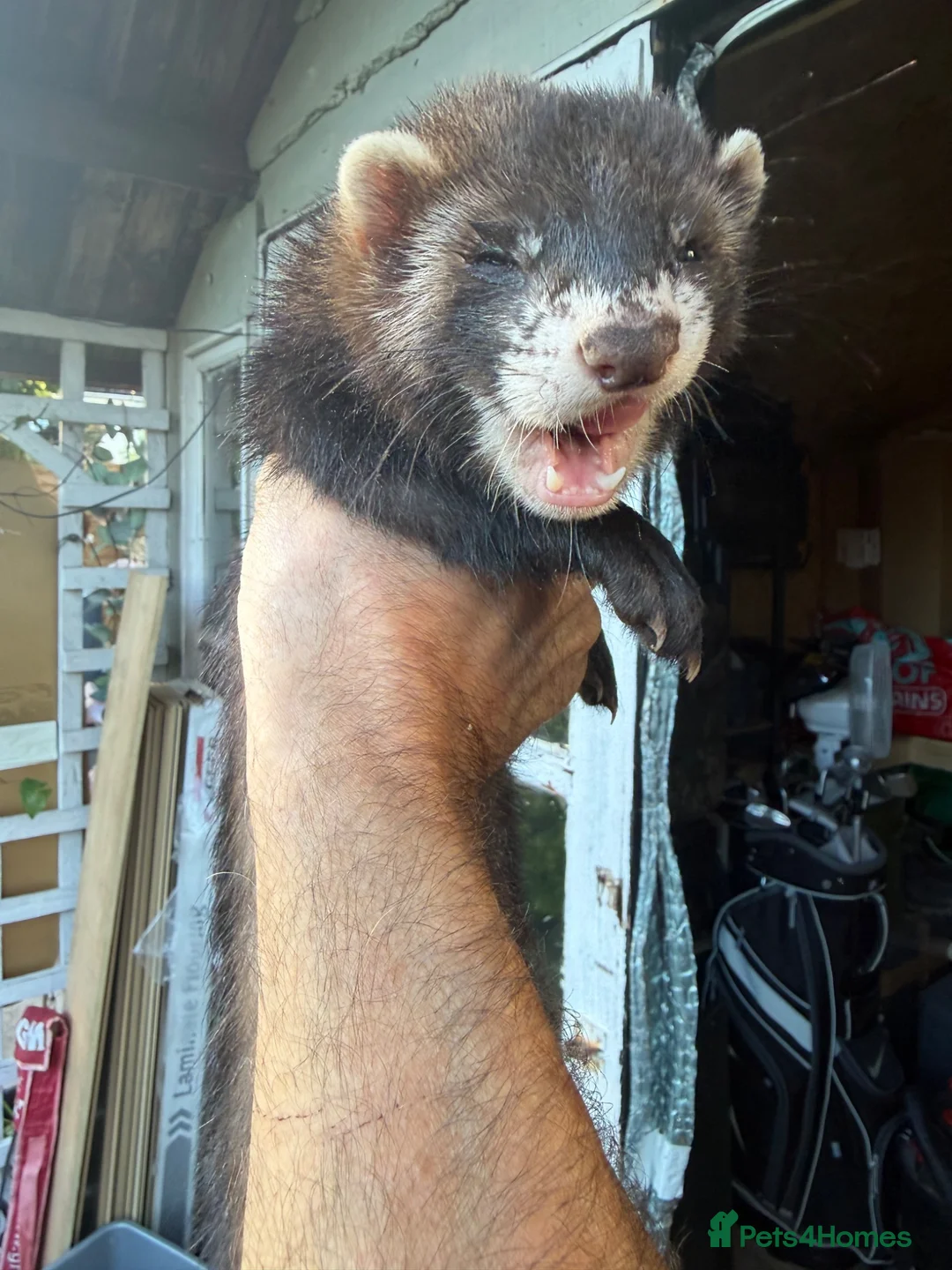 Ferret rodents for sale: Hob Sable black ferret 16 weeks old - Advert 2
