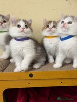 British Shorthair cats - Advert 8