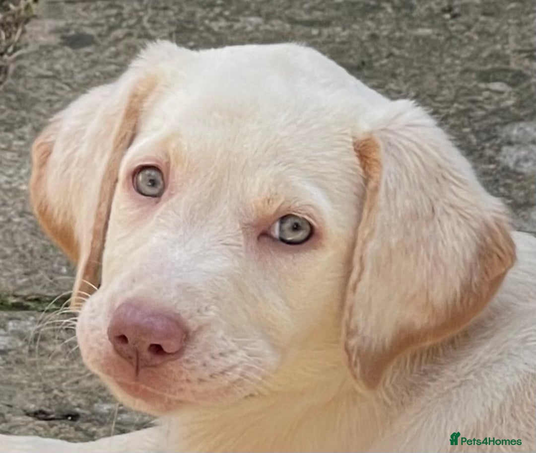 Labrador Retriever dogs for sale:  Stunning Pure Pedigree silver/Champagne puppies  - Image 11