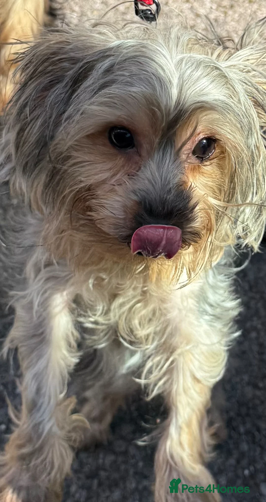 Yorkshire Terrier dogs for sale: Yorkshire terrier - Advert 2