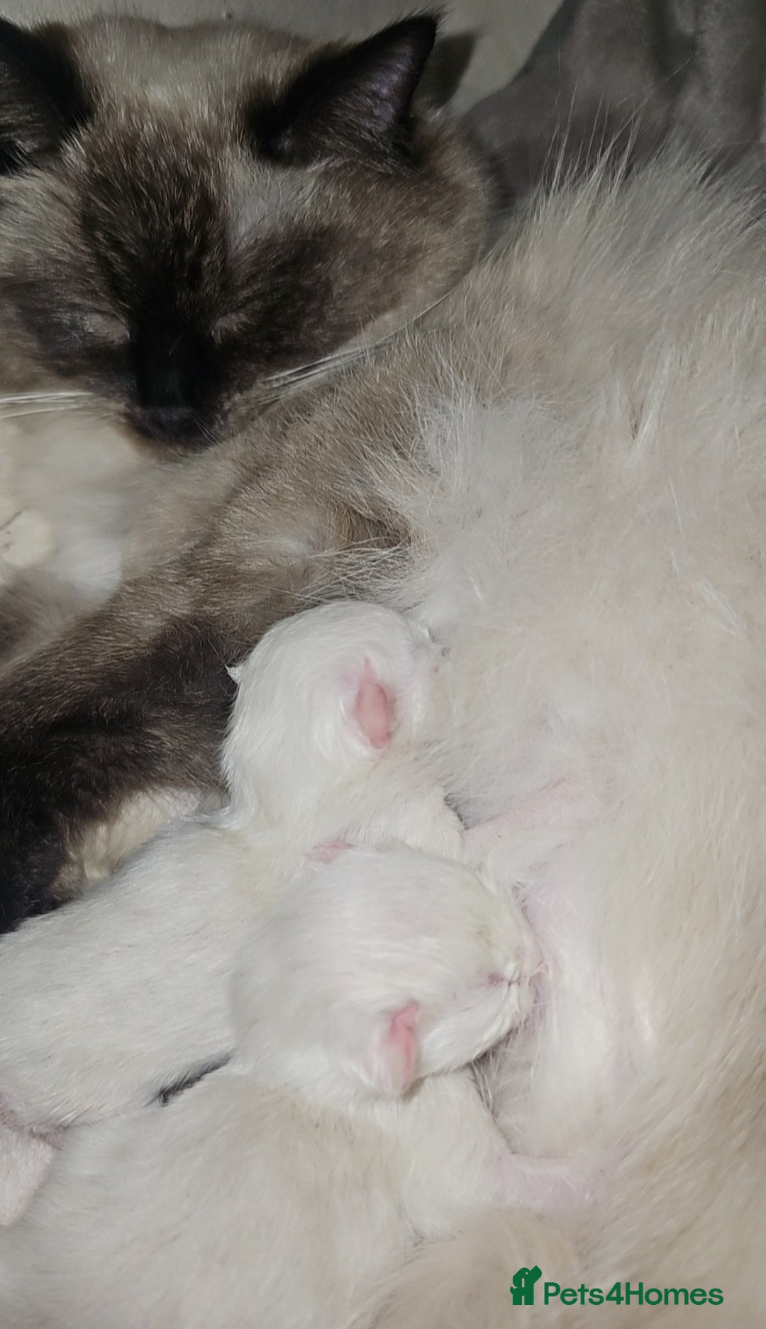 Ragdoll cats for sale: 5 Beautiful Ragdoll kittens for sale 💞 - Advert 2