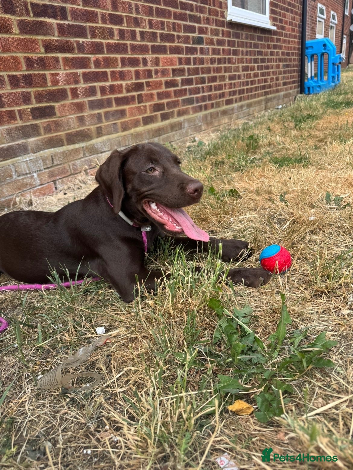 Springador dogs 6 month old female puppy  - Advert 14