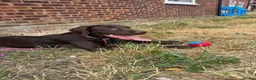 Springador dogs for sale: 6 month old female puppy  in Shefford - Advert 1