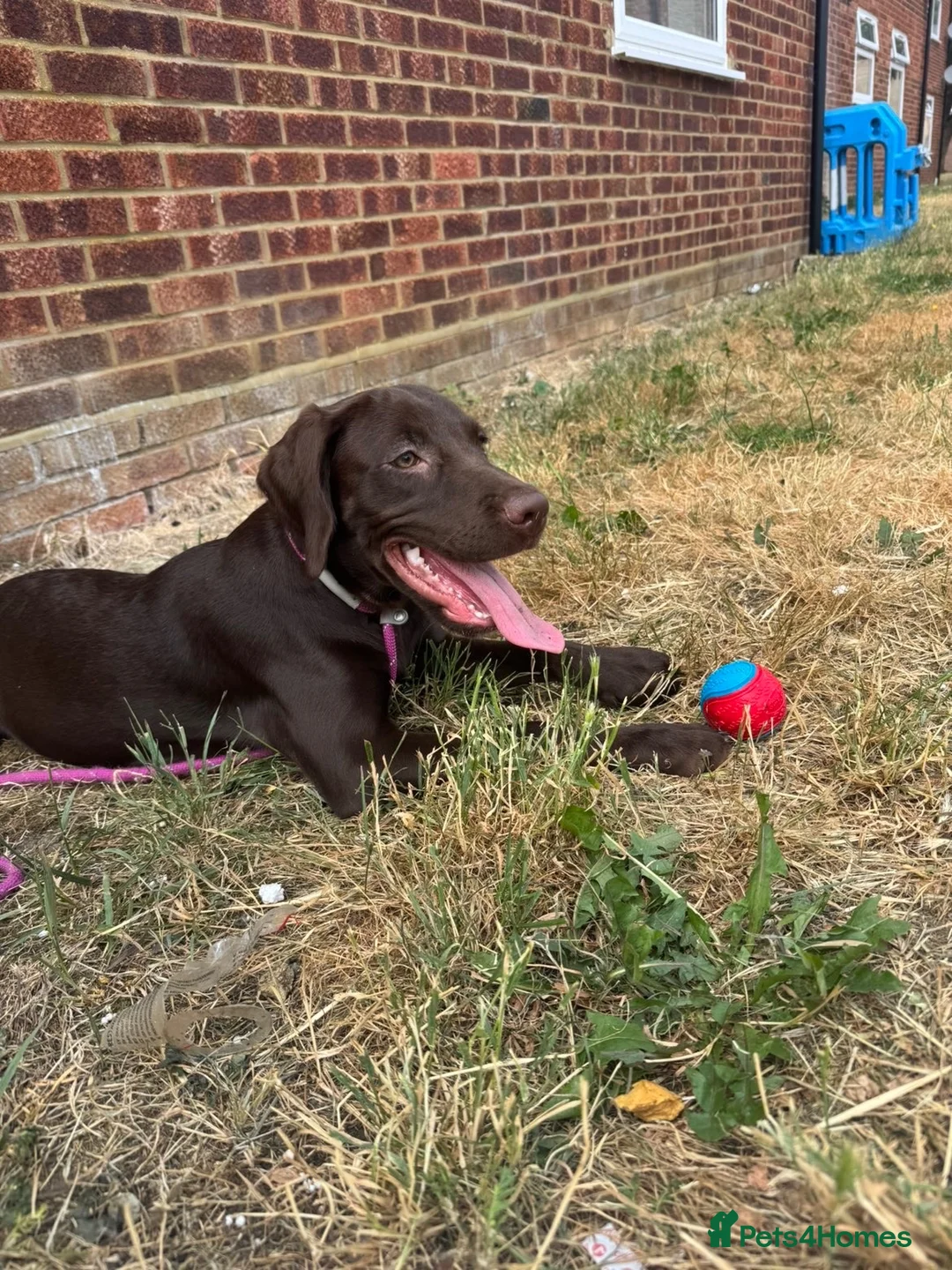 Springador dogs for sale: 6 month old female puppy  in Shefford - Advert 1