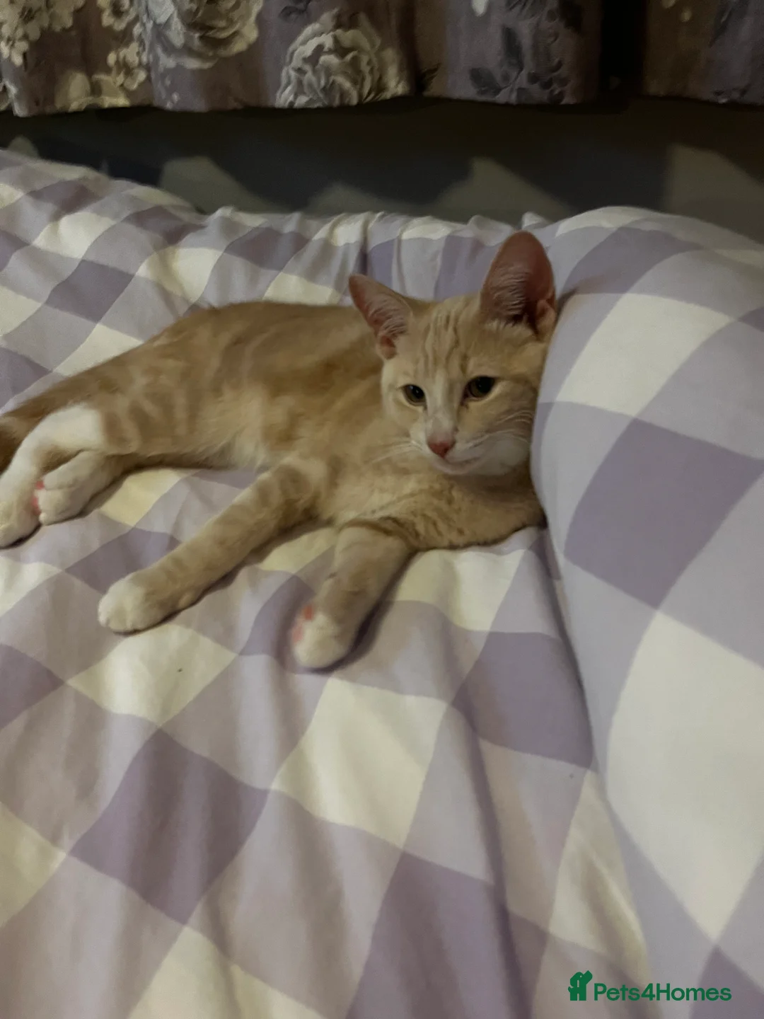 Mixed Breed cats for sale: Gorgeous mixed breed kitten for sale - Advert 3