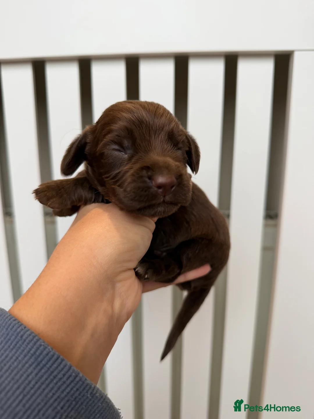 Cocker Spaniel dogs for sale: chocolate working cocker spaniel puppies  - Advert 5