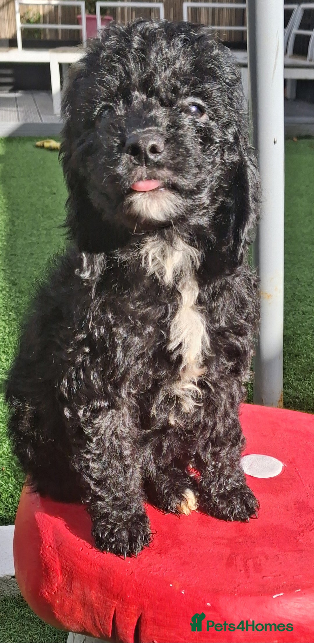 Cockapoo dogs for sale: ** LAST ADORABLE CURLY BLACK & WHITE COCKAPOOS **  - Advert 3