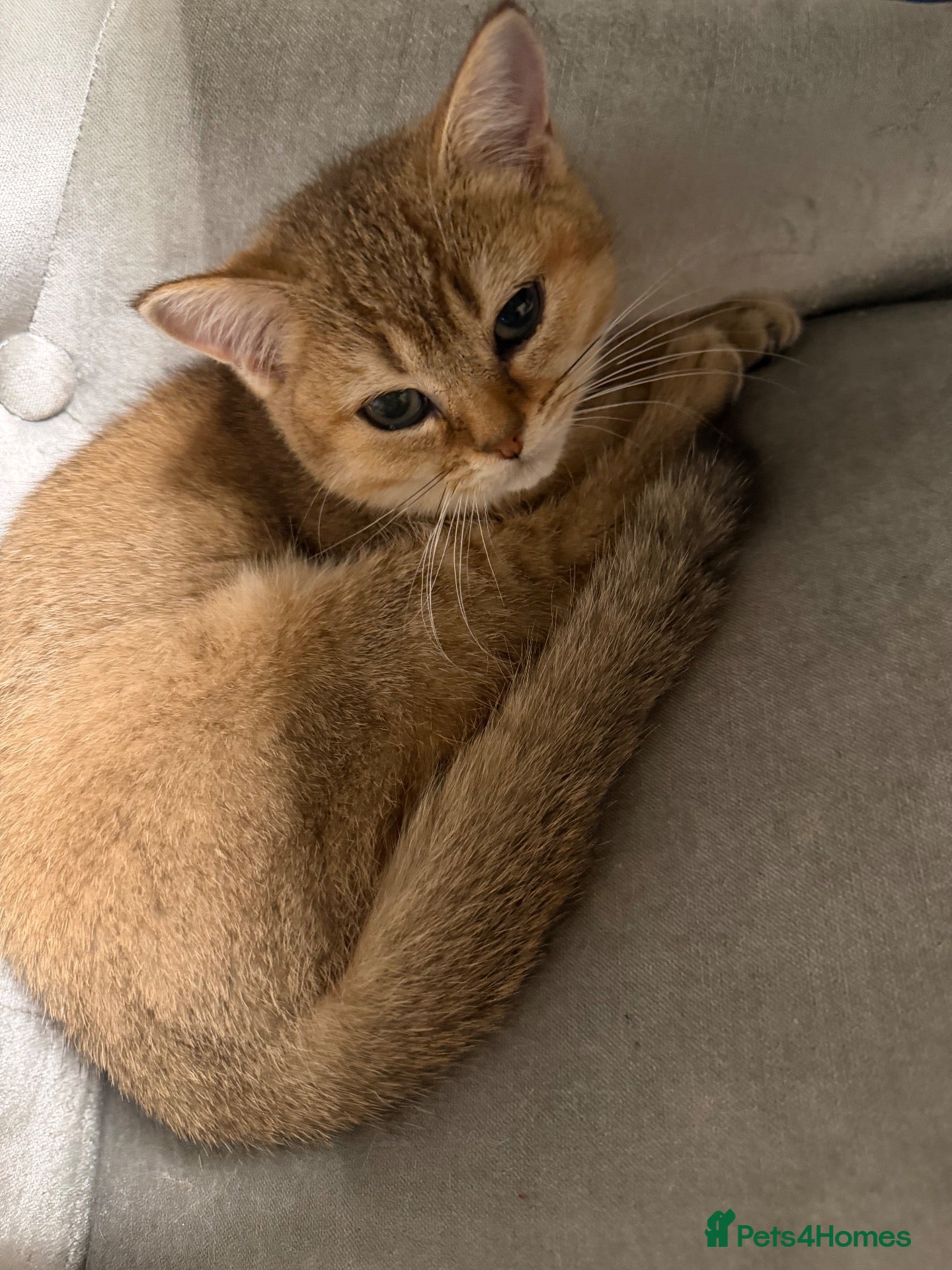 British Shorthair cats Two beautiful golden cats – male and female - Advert 5