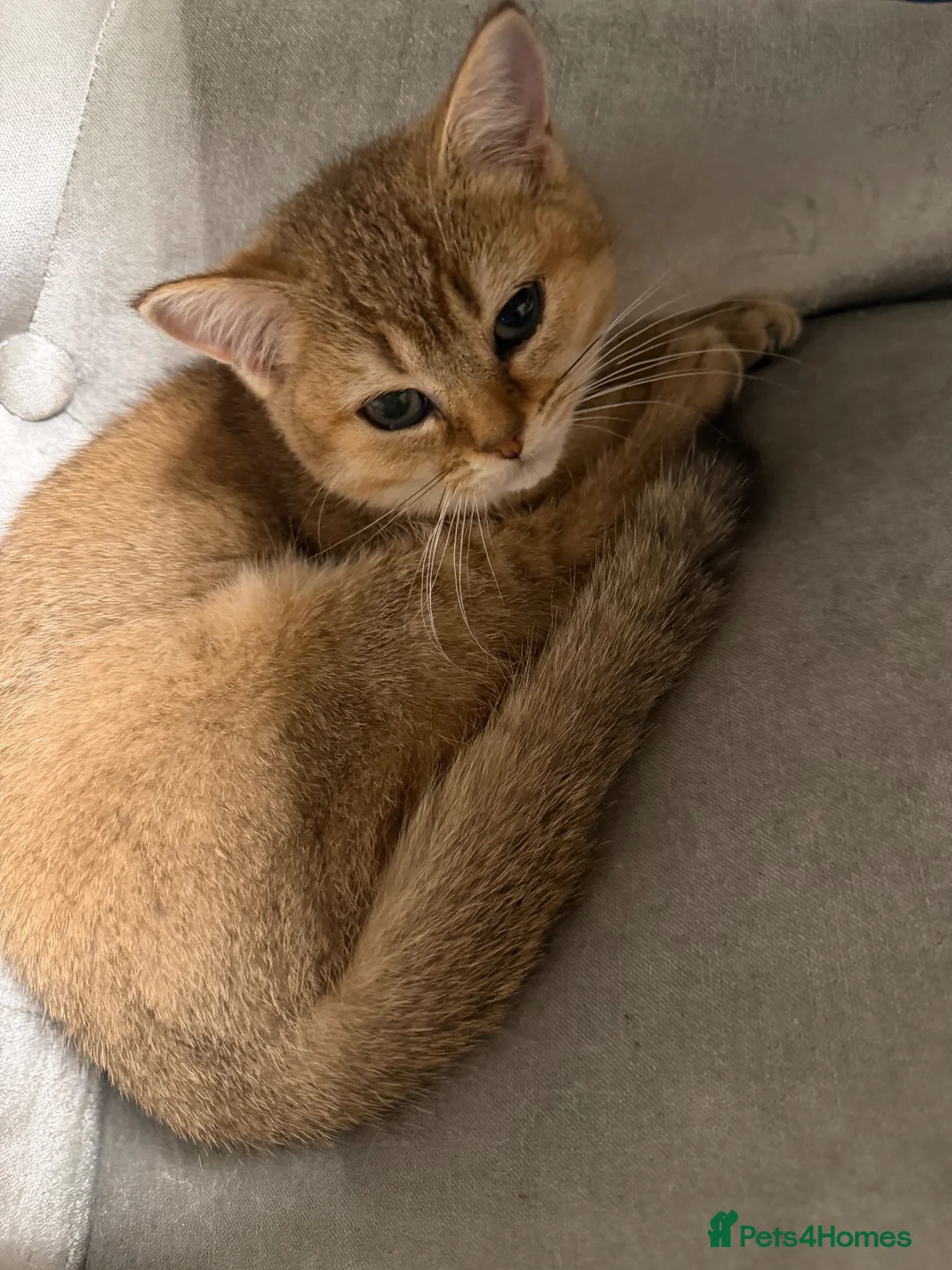 British Shorthair cats for sale: Two beautiful golden cats – male and female - Advert 1