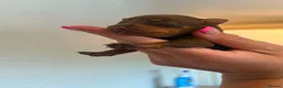 Miniature Pinscher dogs for sale: Miniature Pinschers, Chocolates - Advert 11