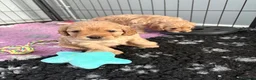 Cavapoo dogs for sale: Cavapoos health tested parents - Advert 12