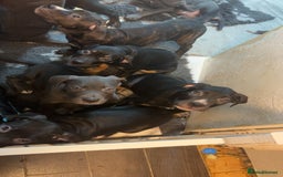 Mixed Breed dogs for sale: Came corso X American bulldog - Advert 3