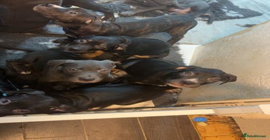 Mixed Breed dogs Came corso X American bulldog - Advert 13