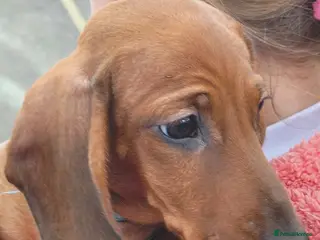 Miniature Dachshund dogs Miniature dachshund - Advert 13