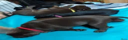 Labrador Retriever dogs for sale: Labrador Puppies Black & Chocolate Ready 31st Oct - Advert 4