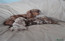 Miniature Dachshund dogs for sale: Miniature Dachshund puppies - Image 10