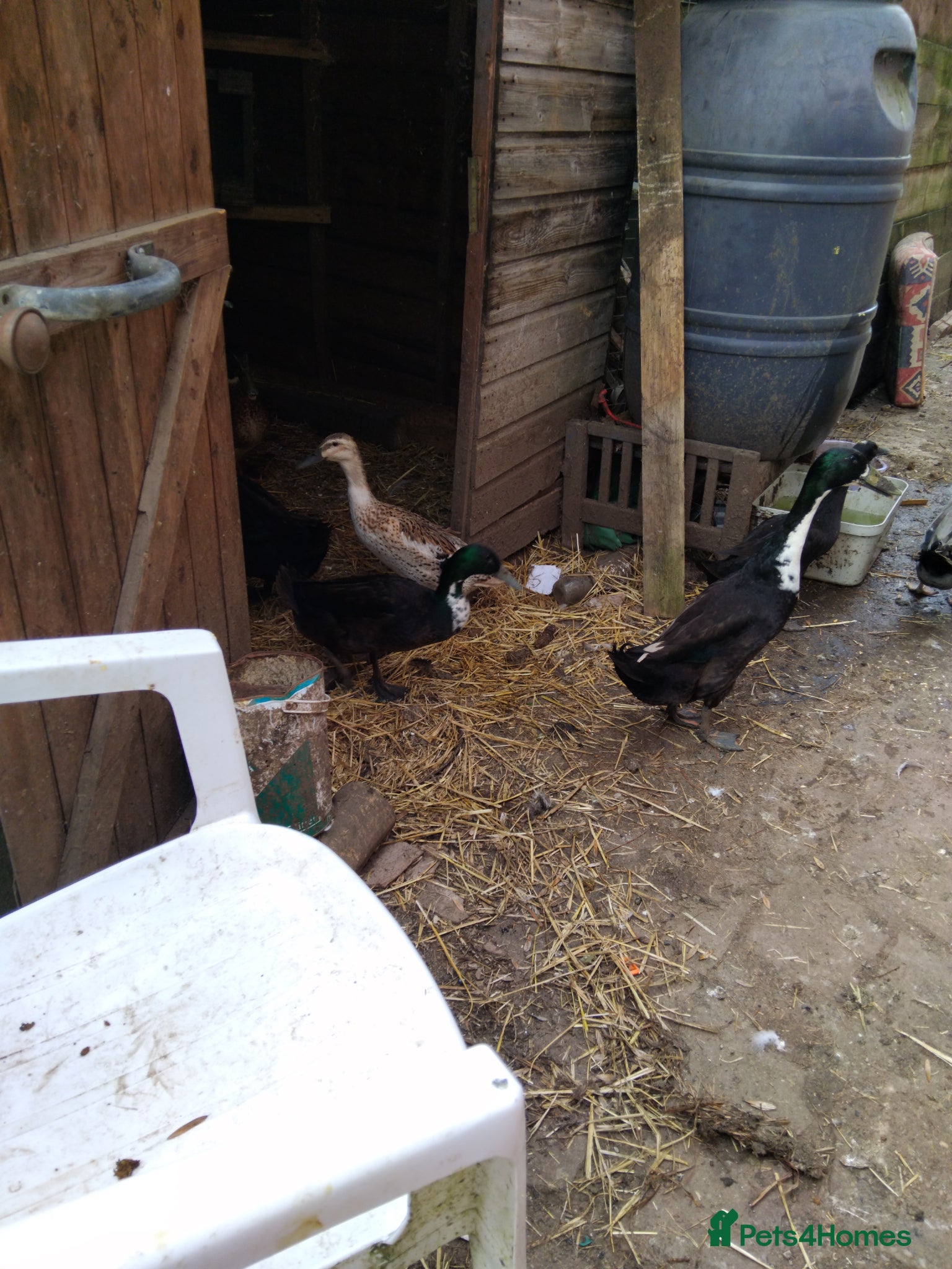 Ducks poultry Duck Pairs For Sell - Advert 3