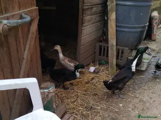 Ducks poultry Duck Pairs For Sell - Advert 1