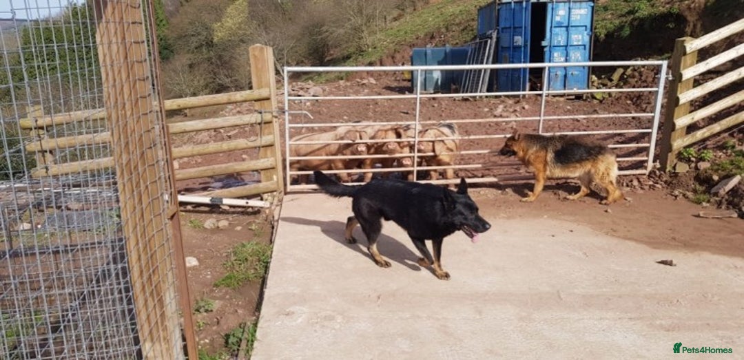German Shepherd dogs for stud: Czech German Shepherd stud in Newport - Advert 4