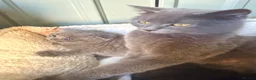 Scottish Fold cats for sale: Scottish fold Kitties  - Advert 7