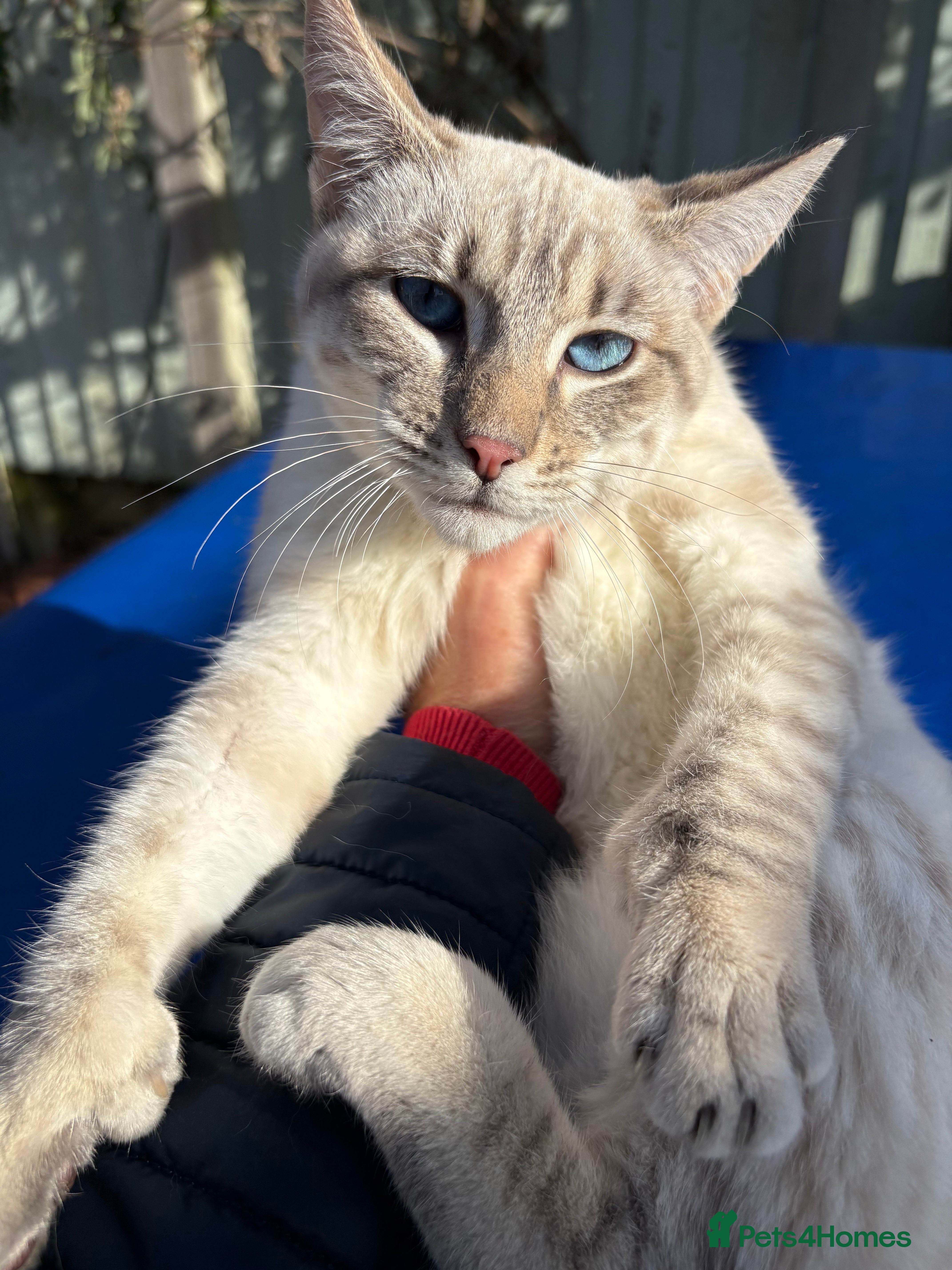 Keetso cats Superb polydactyl rosetted girl  - Advert 1