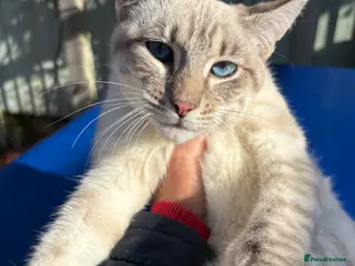 Keetso cats Superb polydactyl rosetted girl - Advert 1