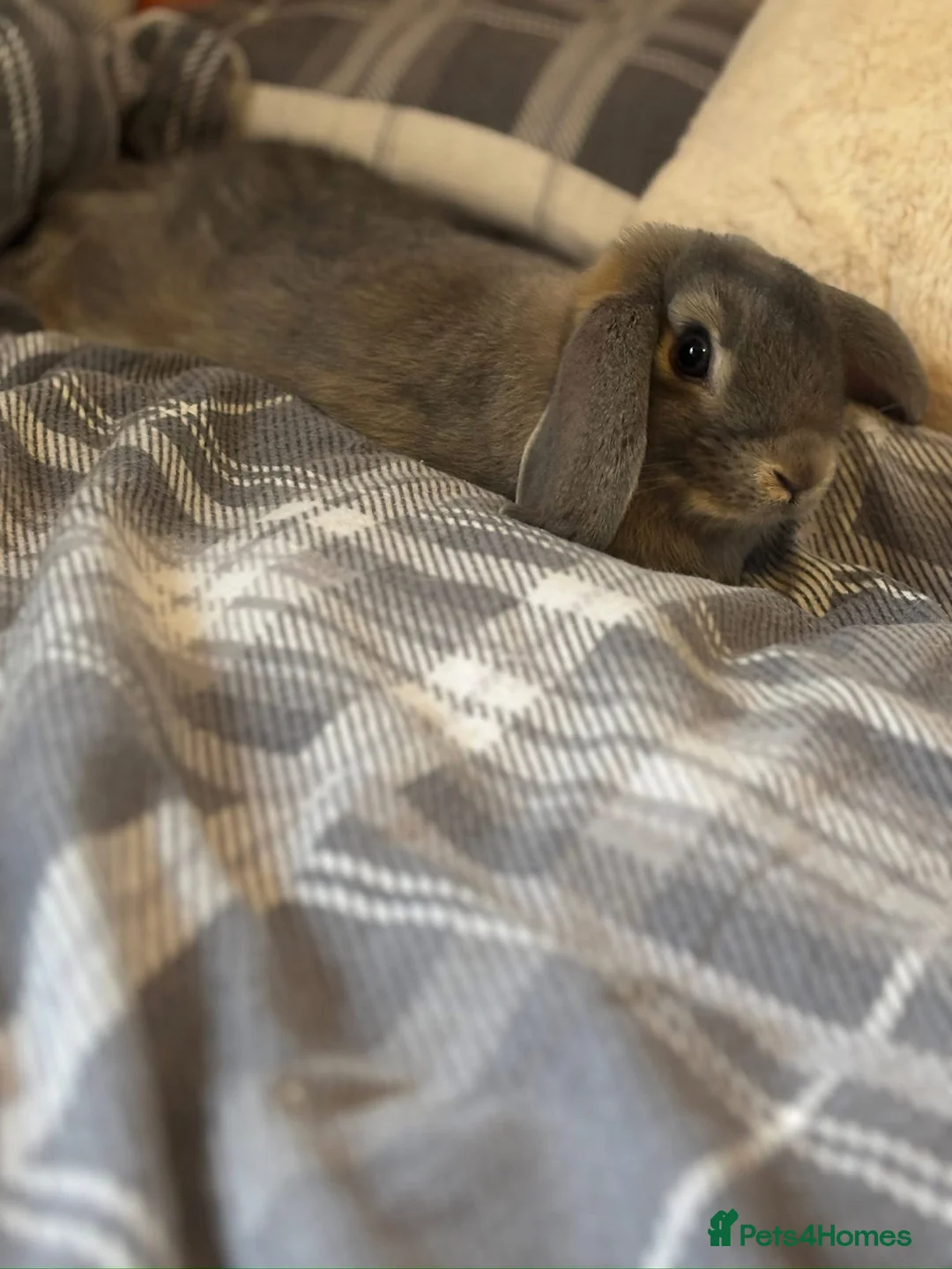 English Lop rabbits for sale: House rabbit  in Chesterfield - Advert 2