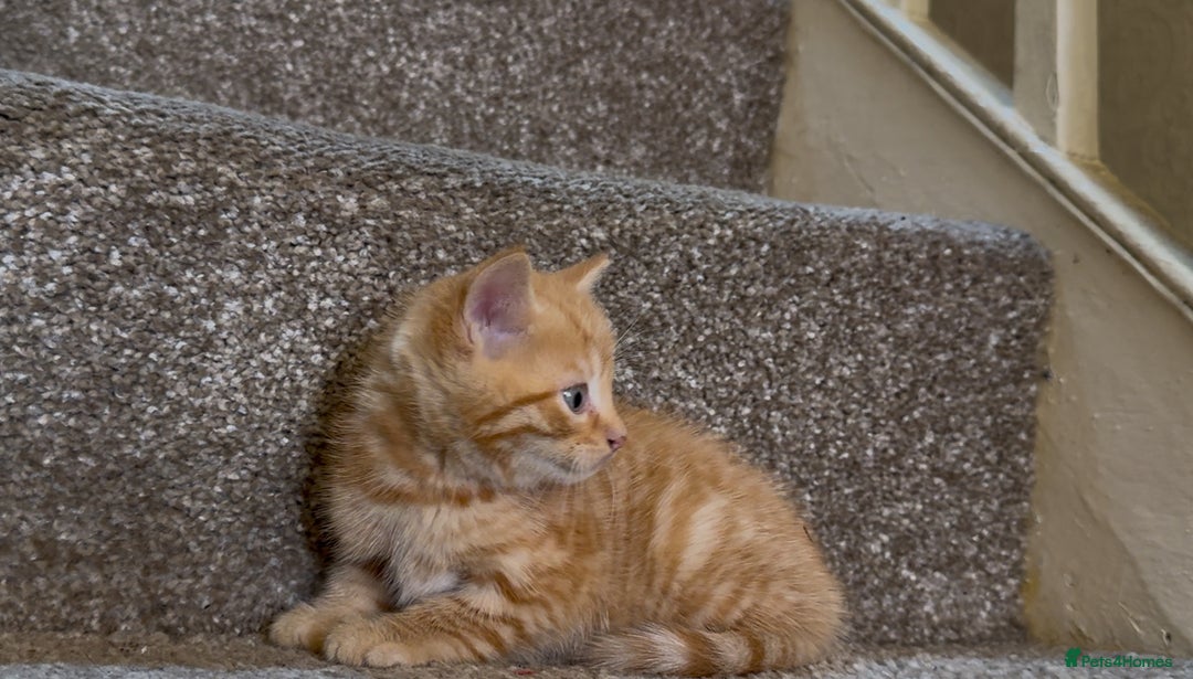Mixed Breed cats for sale: Stunning Gingerbread male kitten - Image 6