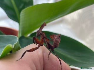 Praying Mantis invertebrates - Advert 13