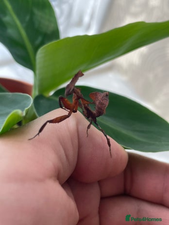 Praying Mantis invertebrates - Advert 12