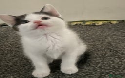 British Shorthair cats for sale: 5 kittens  - Image 2
