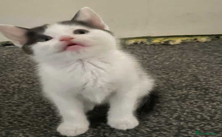 British Shorthair cats - Advert 1