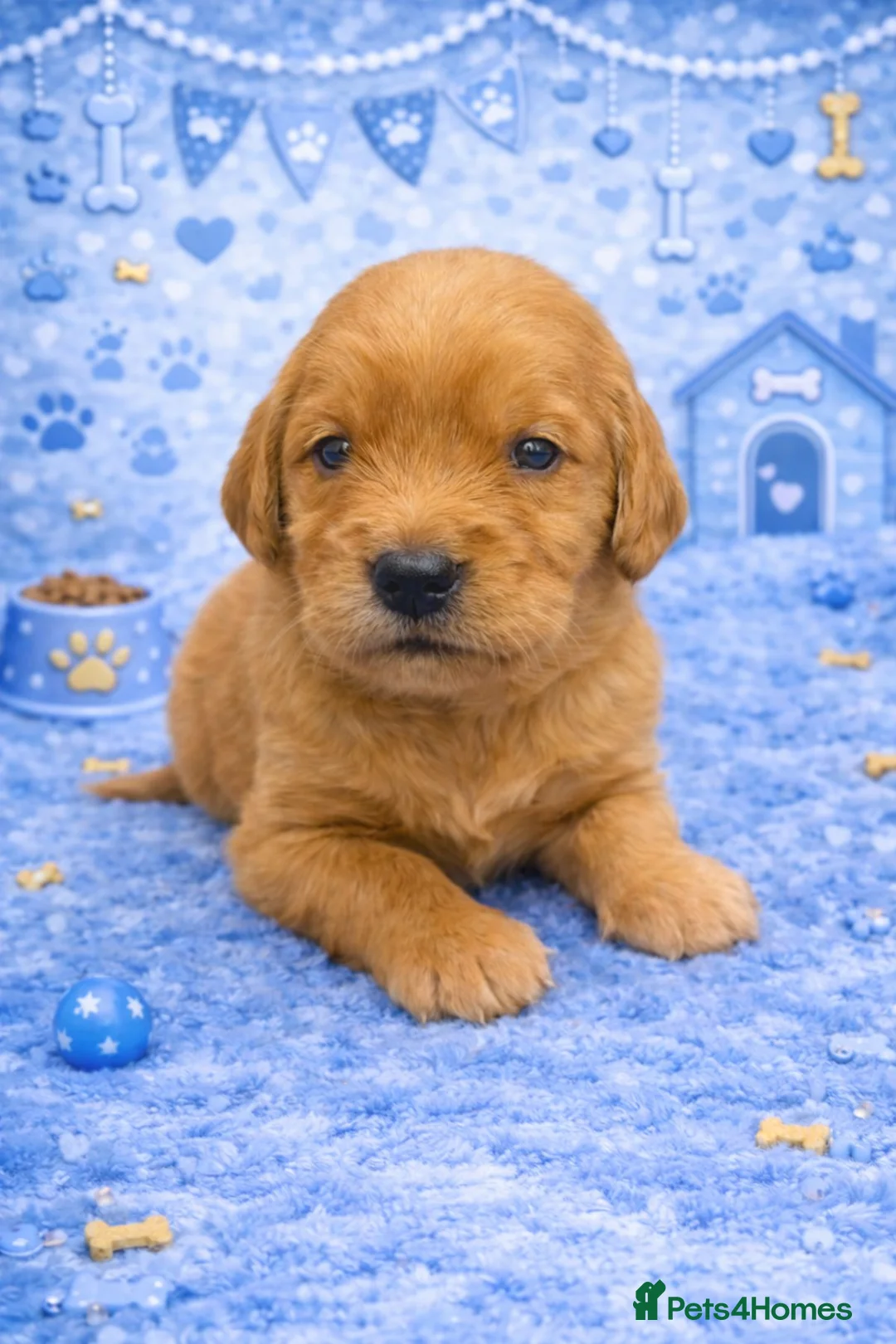 Golden Retriever dogs for sale: KC Dark Golden Retrievers 🧬 Health Tested Parents - Advert 13