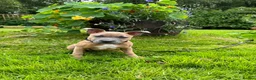 Staffordshire Bull Terrier dogs for sale: KC Blue Fawn Staffordshire Bull Terrier puppies in Glasgow - Advert 12