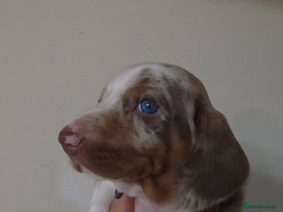 Dachshund dogs Standard Dachshund Show-quality Puppies - Advert 9