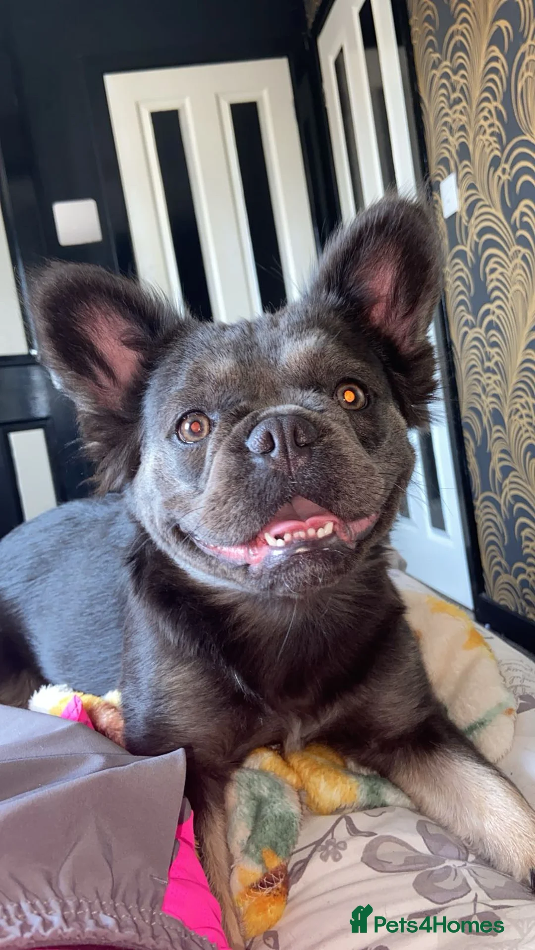 French Bulldog dogs for sale: 6 long haired French bulldogs for sale in Poulton-le-Fylde - Advert 1