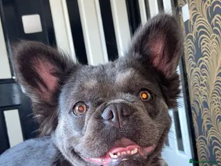 French Bulldog dogs 6 long haired French bulldogs for sale - Advert 1