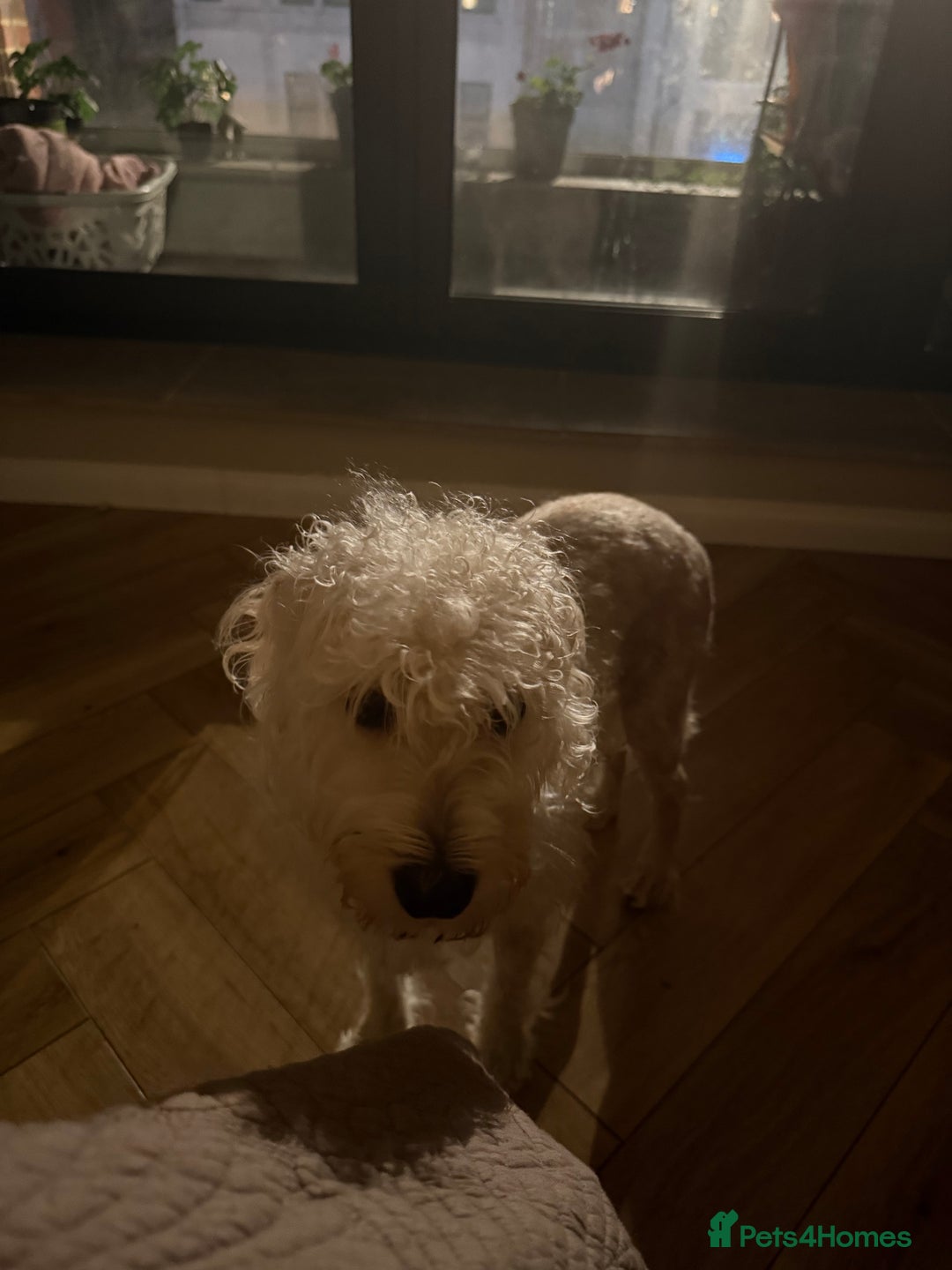 Cockapoo dogs for sale: Poodle mixed dog - Image 7