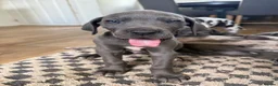 Great Dane dogs for sale: 1 boy left Ready now 8weeks old kc Great Dane's - Advert 19