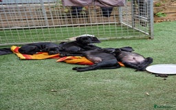 Cane Corso dogs for sale: Top quality  - Image 9