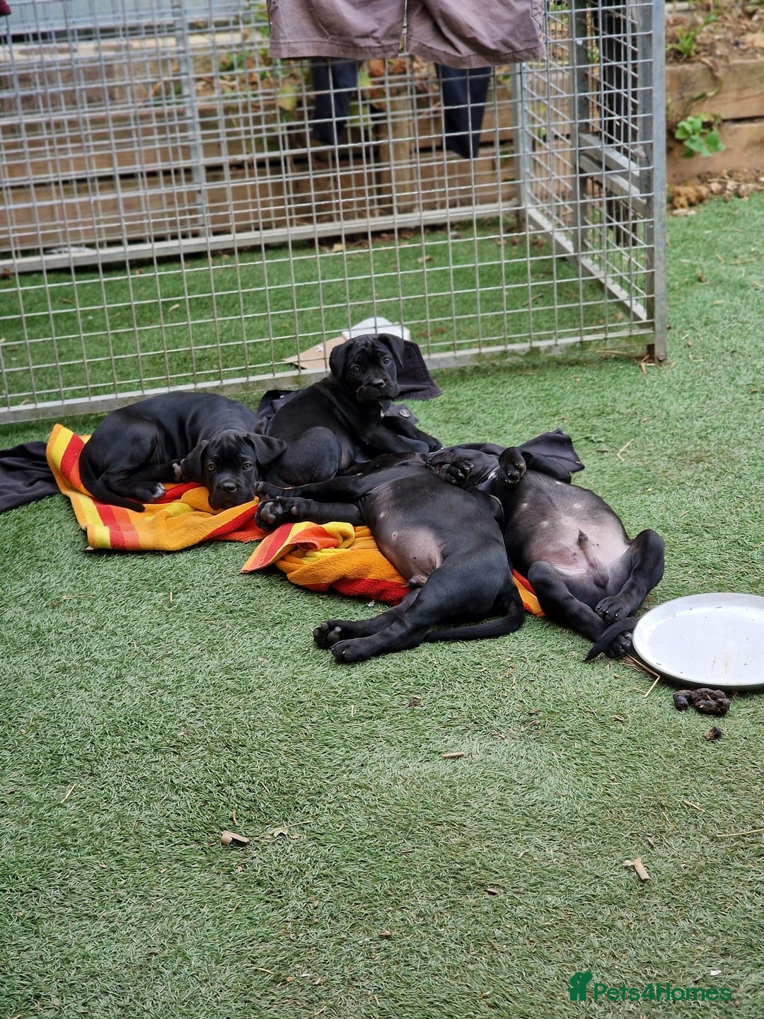 Cane Corso dogs for sale: Top quality  - Image 9