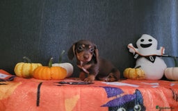 Miniature Dachshund dogs for sale: Miniature dachshunds - Image 6