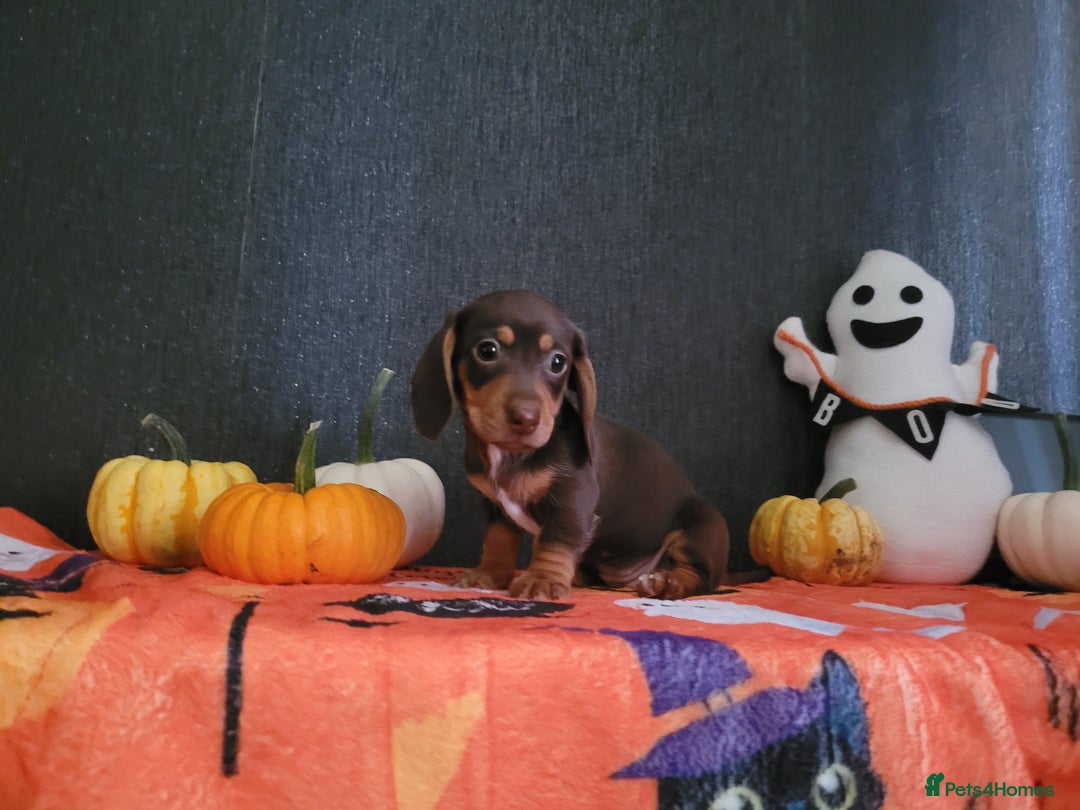 Miniature Dachshund dogs for sale: Miniature dachshunds - Image 6