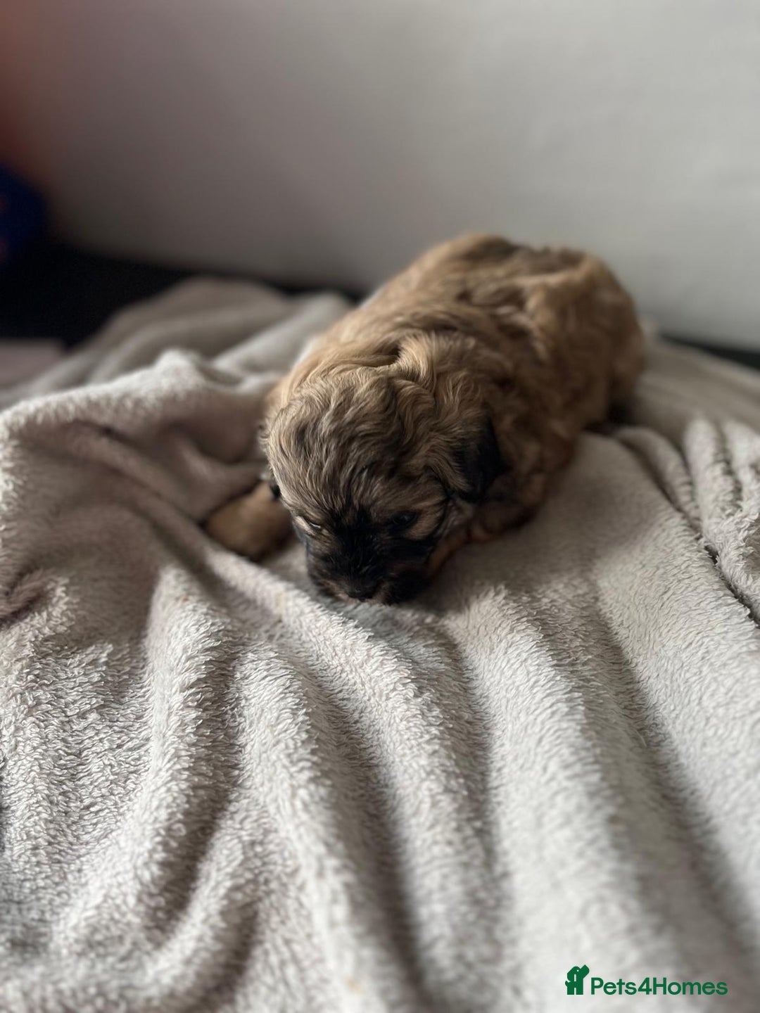 Shihpoo dogs for sale: Shihpoo puppies for sale. - Image 13