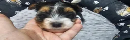 Yorkshire Terrier dogs for sale: Beautiful Yorkshire Terrier Puppies  in Barry - Advert 6
