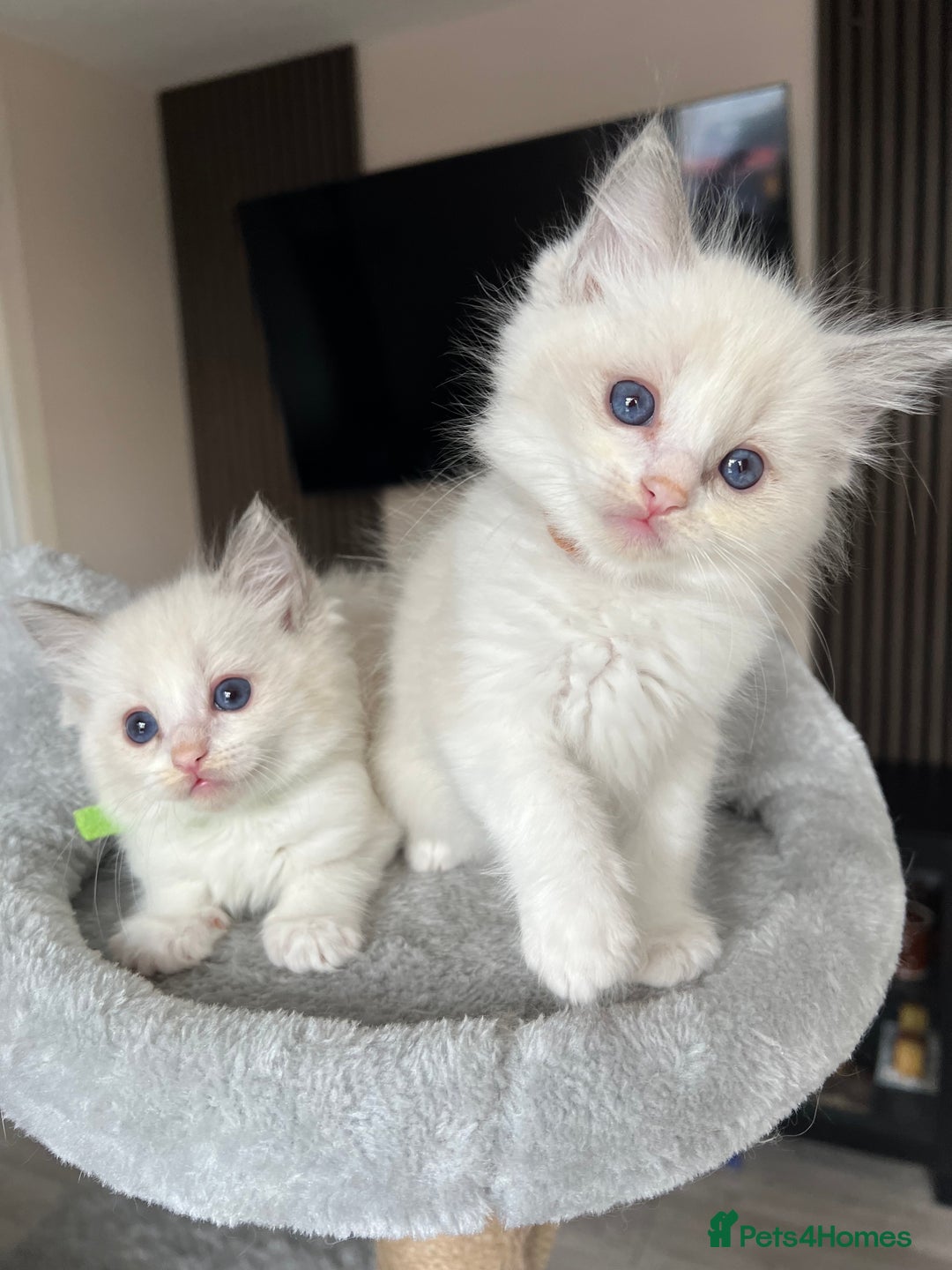 Ragdoll cats for sale: REGISTERED Ragdoll kittens HCM/PKD clear - Image 36