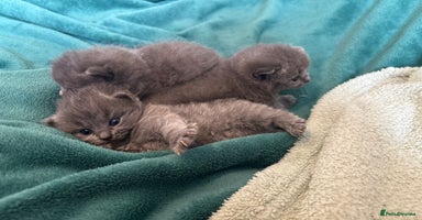 British Shorthair cats - Advert 10