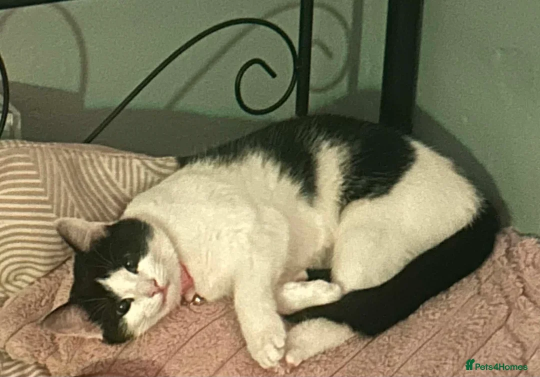 Mixed Breed cats for sale: Two Handsome  boys  - Advert 6