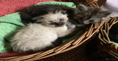 Ragdoll cats - Advert 11